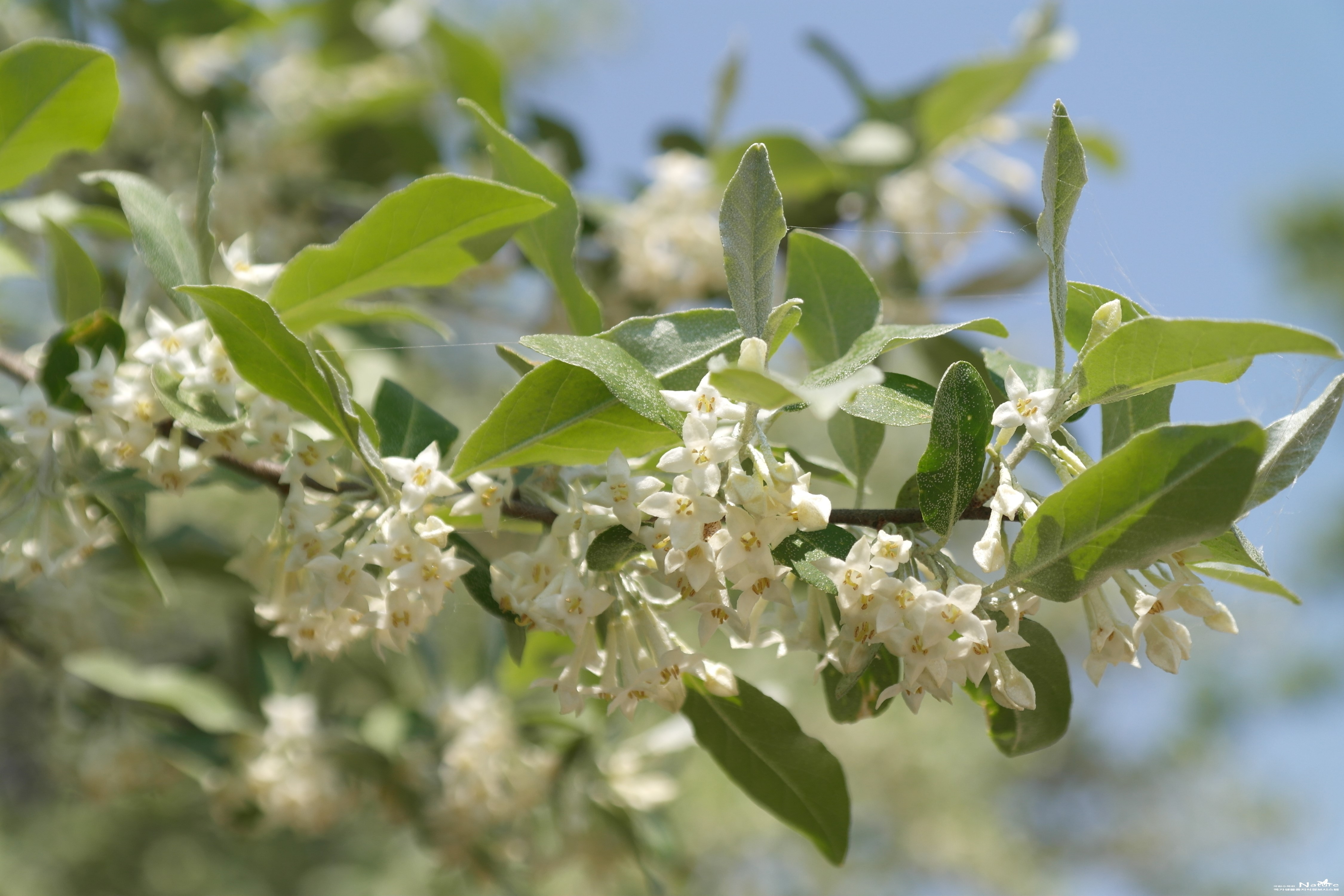 보리수나무(<i>Elaeagnus umbellata</i> Thunb.)