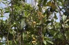 비파나무(<i>Eriobotrya japonica</i> (Thunb.) Lindl.)