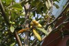비파나무(<i>Eriobotrya japonica</i> (Thunb.) Lindl.)