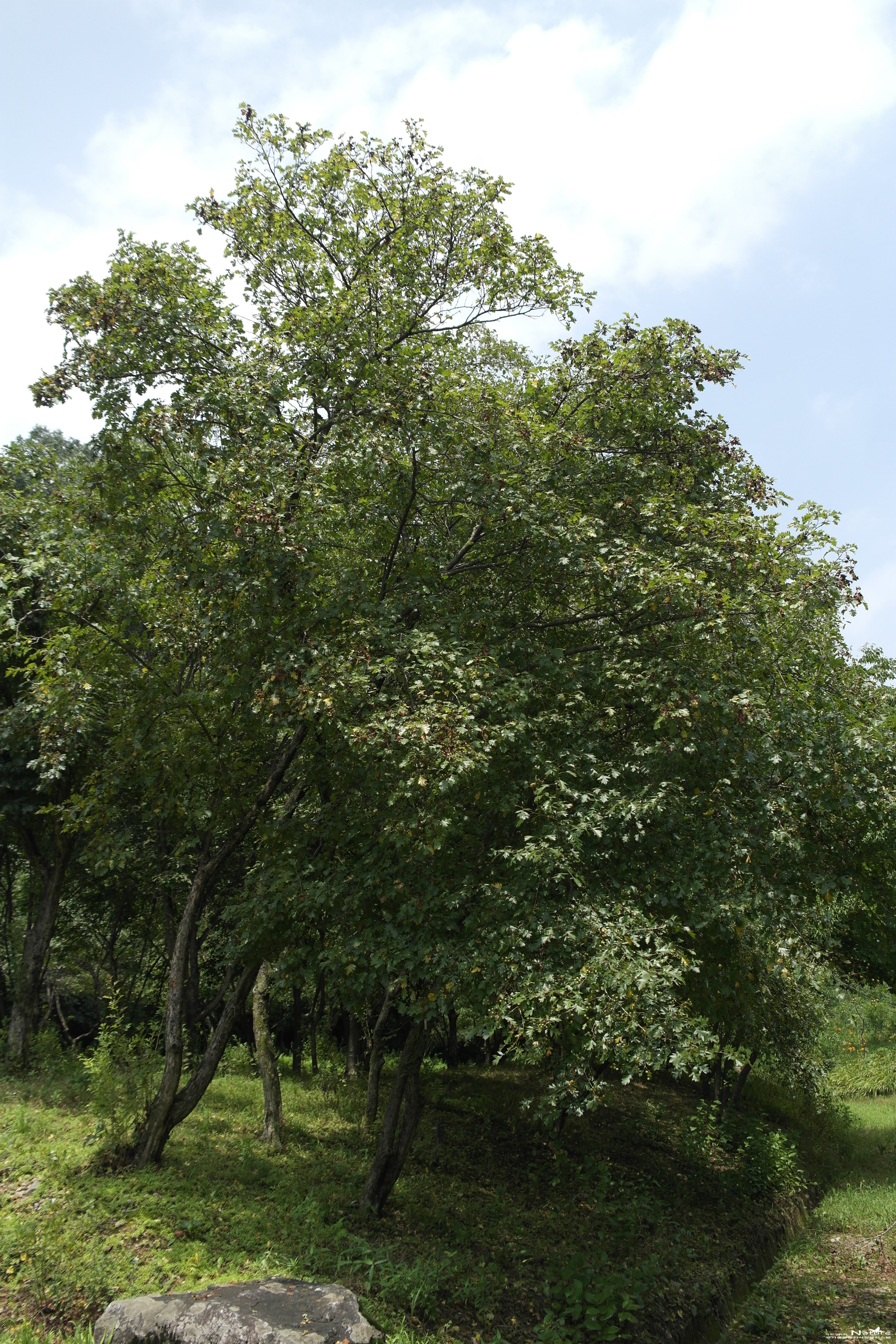 산사나무 - 산사나무(Crataegus pinnatifida Bunge)