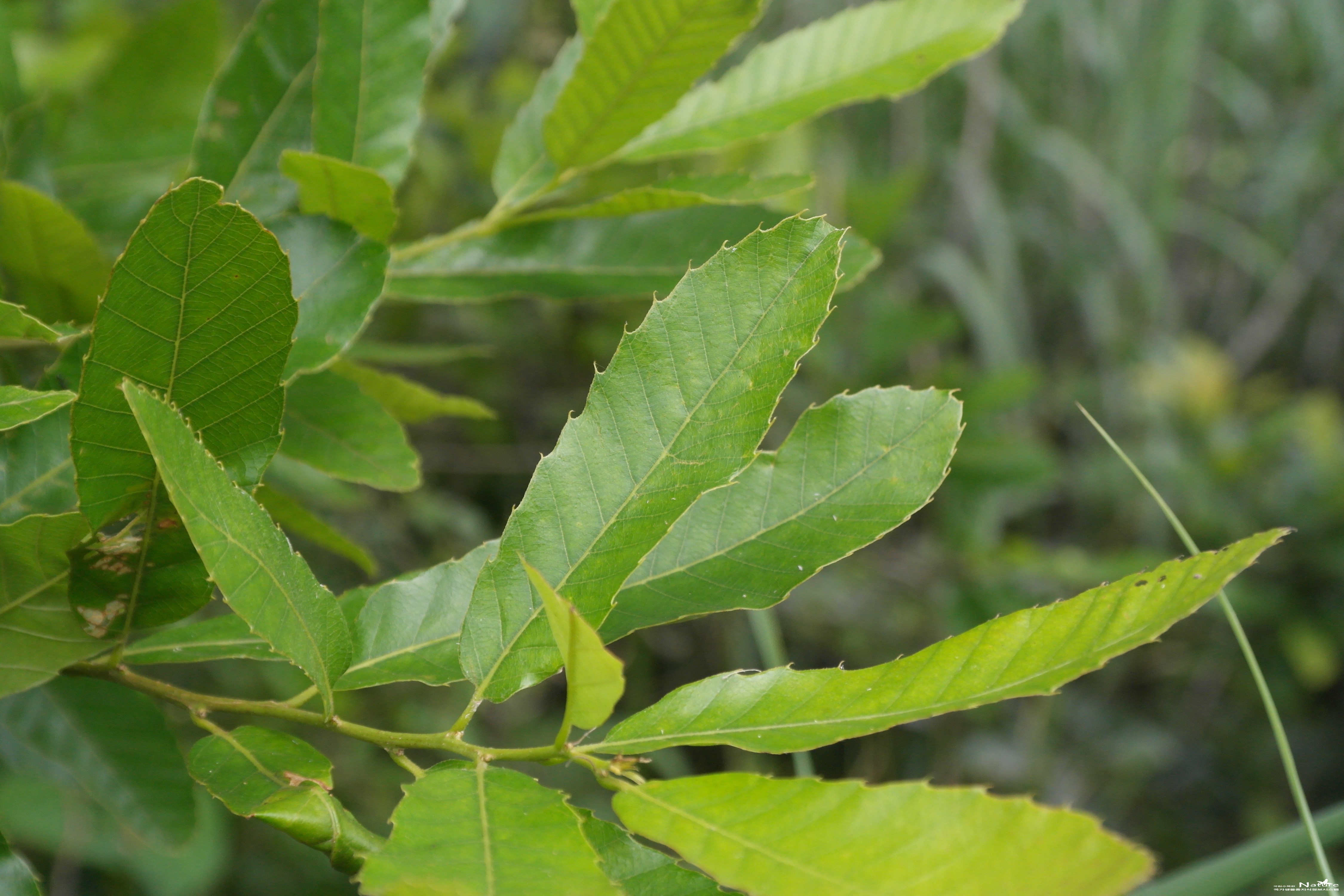 상수리나무 - 상수리나무(Quercus acutissima Carruth.)