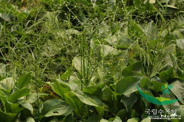 질경이택사 - 질경이택사(Alisma orientale (Sam.) Juz.)