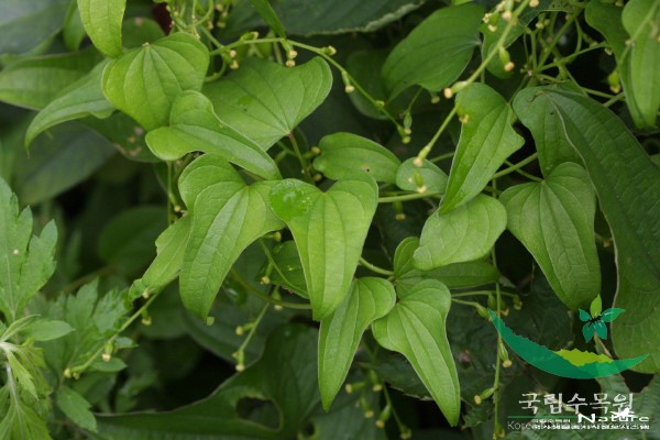 참마 - 참마(Dioscorea japonica Thunb.)