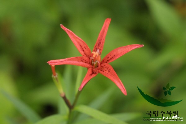 하늘나리 - 하늘나리(Lilium concolor Salisb.)