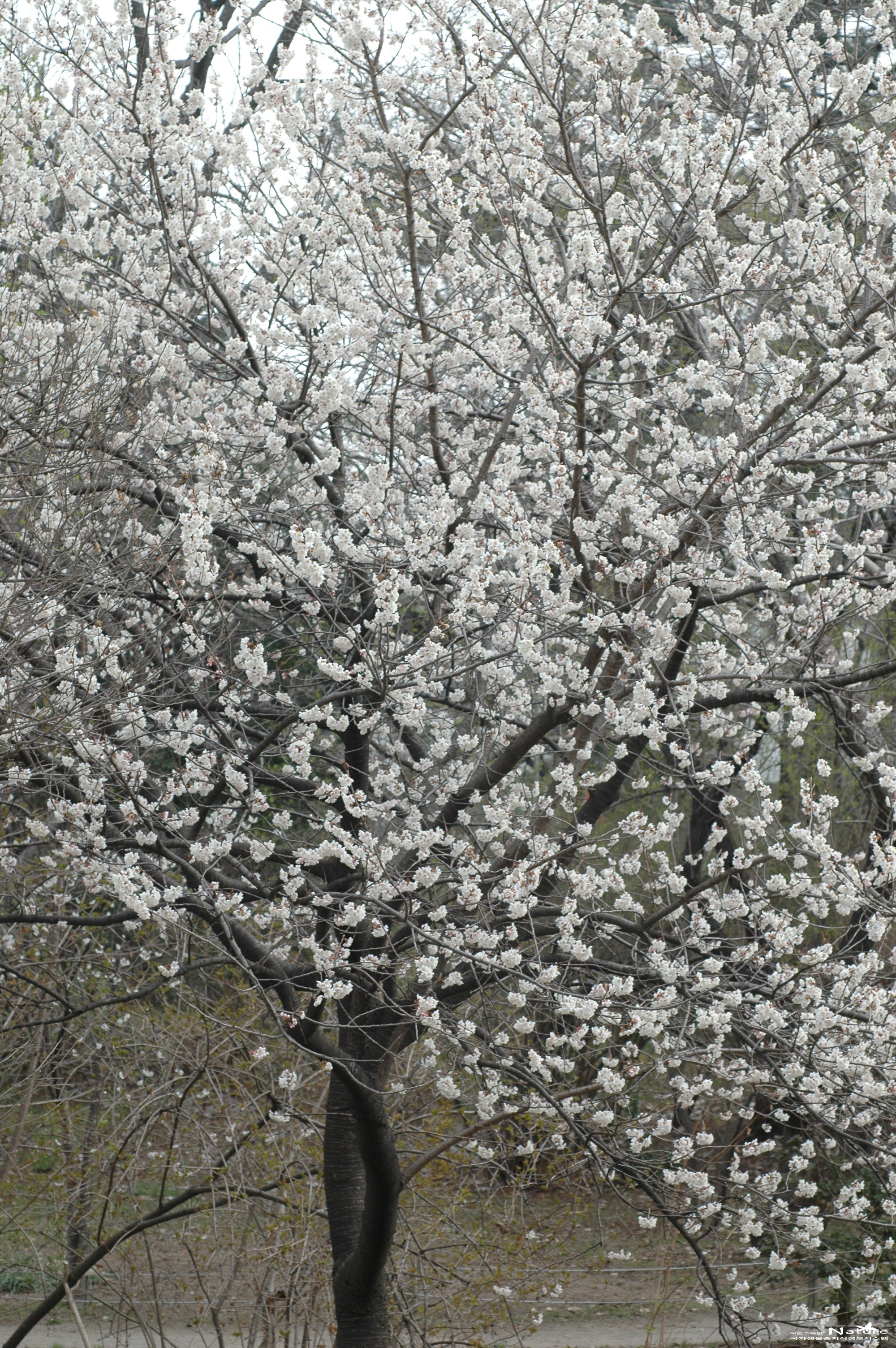 양벚나무 - 양벚나무(Prunus avium L.)