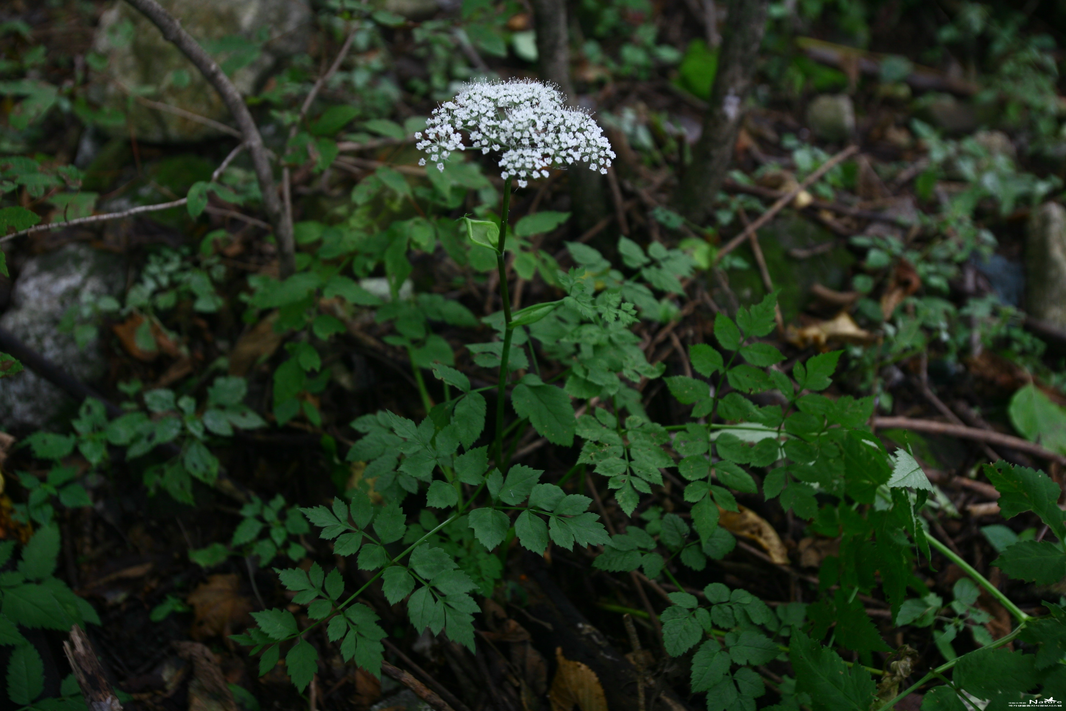 왜천궁 - 왜천궁(Angelica genuflexa Nutt. ex Torr. & A.Gray)