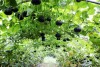 홍천 단호박 본문 이미지 3