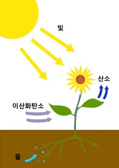광합성 과정