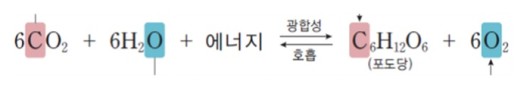 광합성과 호흡의 반응식