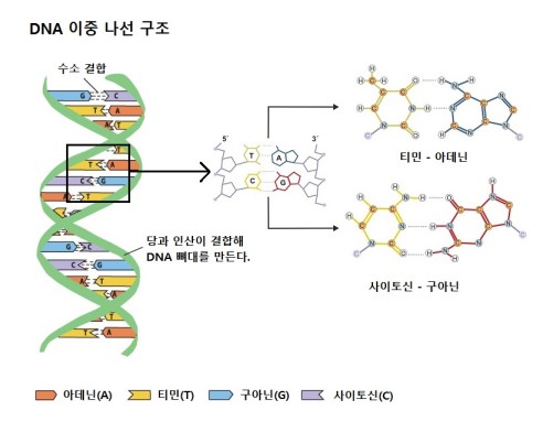 DNA의 구조와 DNA 염기의 수소 결합
