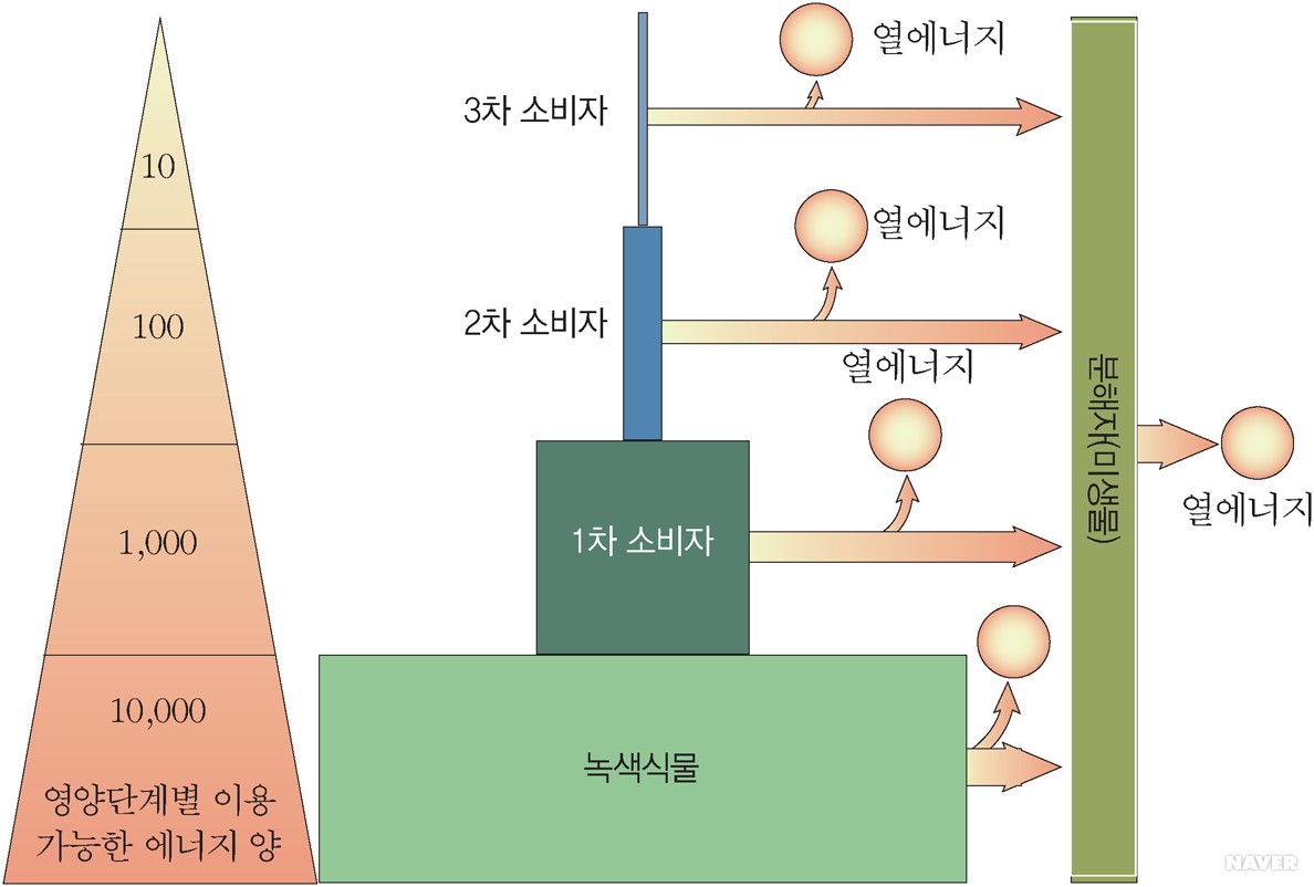 생태계의 에너지 흐름과 물질 순환 - 녹색식물 에너지의 흐름