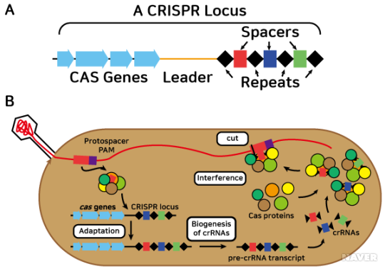 CRISPR/Cas 시스템 : 네이버 블로그