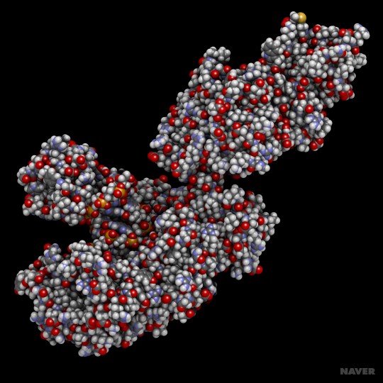 Thermus aquaticus [ 더무스 아쿠아티쿠스 ] 네이버 블로그
