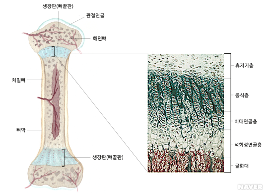 연골은 대부분 기질, 통증발생부위 쪽으로 신경관, 림프관, 혈관 순환장애 : 네이버 블로그