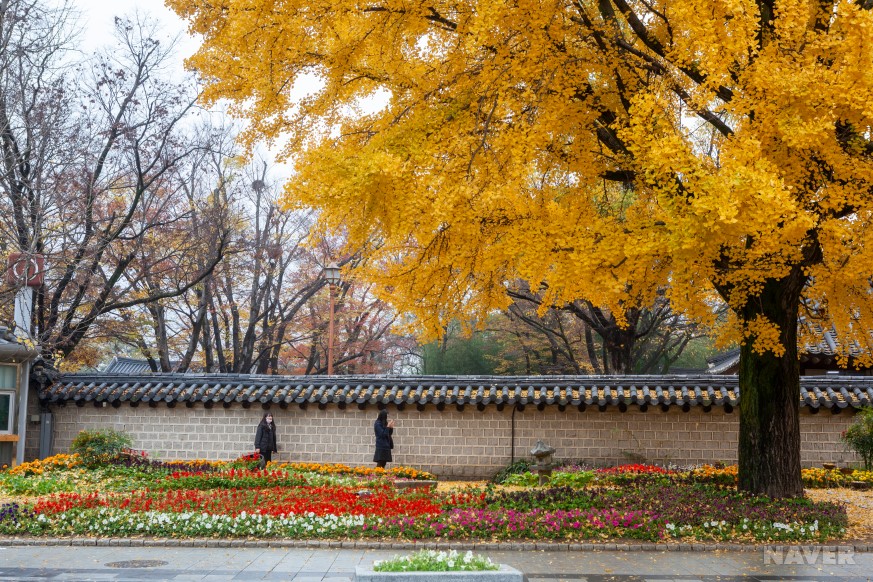 전주 경기전의 가을