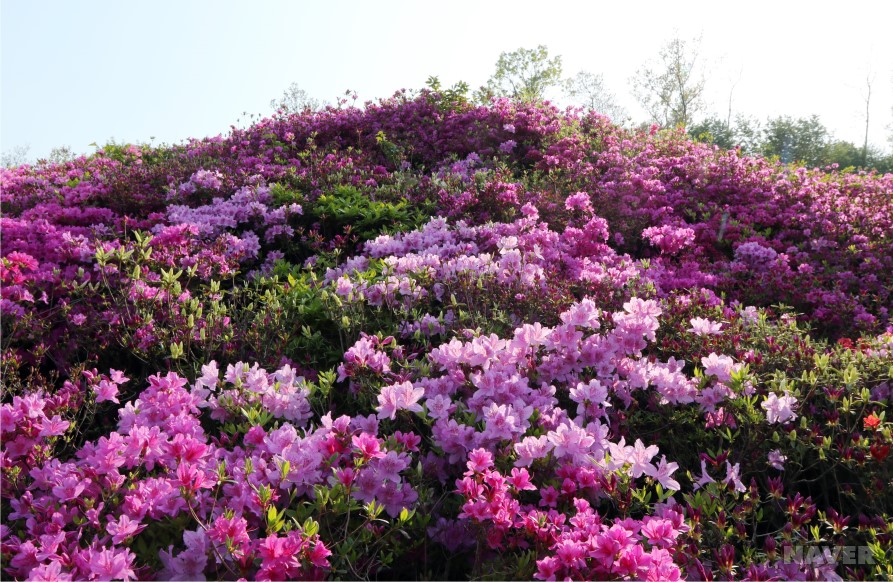 철쭉 동산