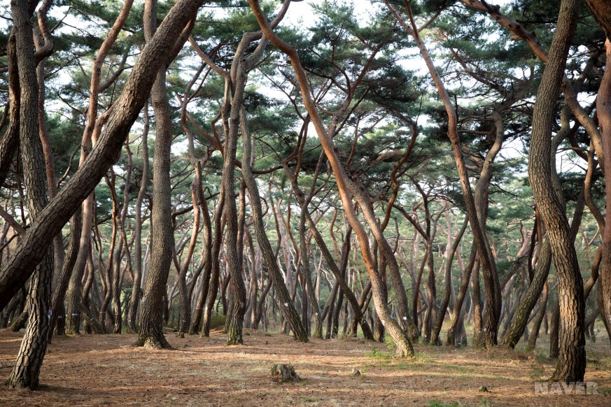 경주 삼릉숲의 소나무