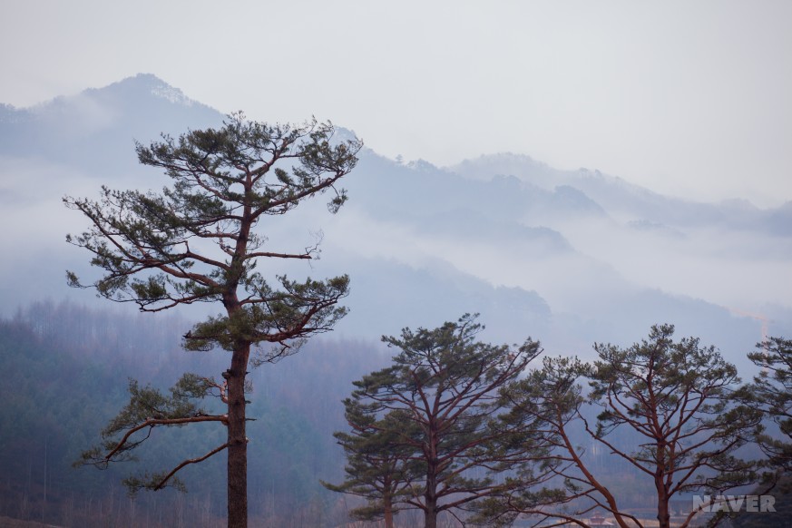 춘양면 서벽리 춘양목 군락지