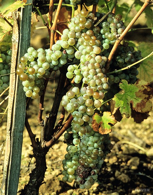 꼬냑 지역 포도밭 테루아