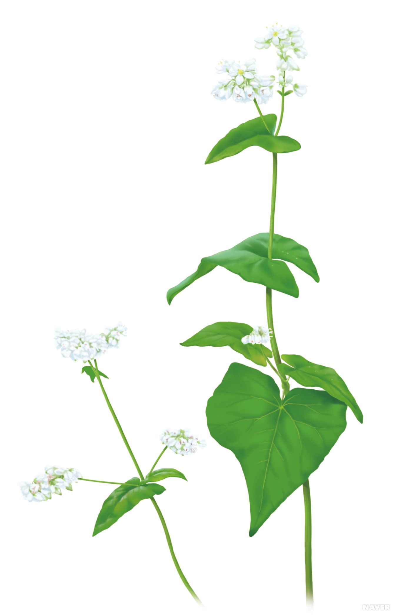 메밀